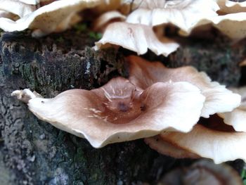 Close-up of a mushrooms