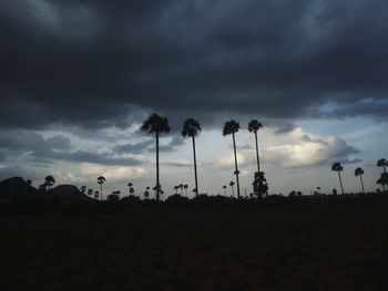 Silhouette of trees against dramatic sky