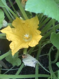 Close-up of yellow flowering plant