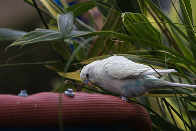 Close-up of bird perching on plant