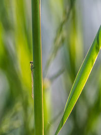 Close-up of insect on plant