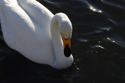 Close-up of swans swimming in lake