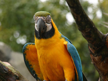 Close-up of parrot perching on branch