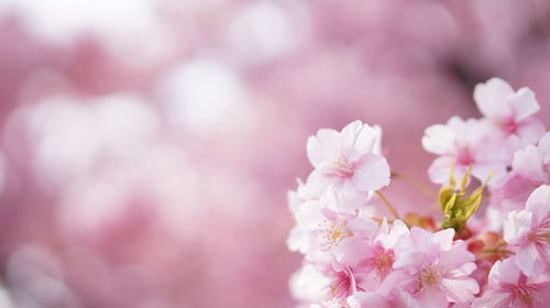 Close-up of pink cherry blossom