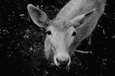 Close-up portrait of deer