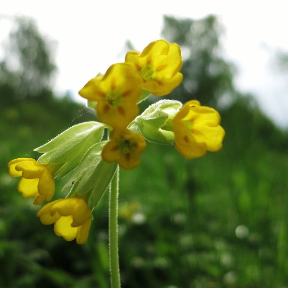 CLOSE-UP OF YELLOW FLOWERS BLOOMING