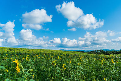 Scenic view of field against blue sky