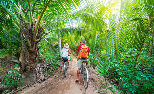 Panoramic view of people walking on palm trees