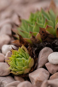 Close-up of cactus