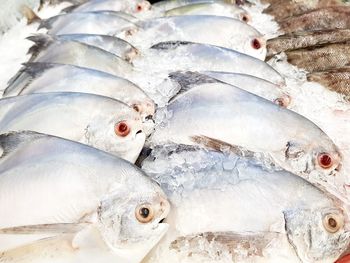 Close-up of fish for sale in market