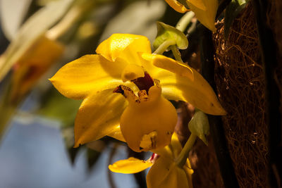 Close-up of yellow flower