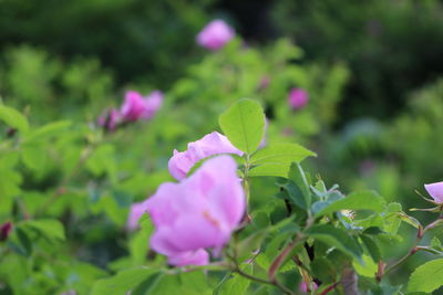 Close-up of pink flowers