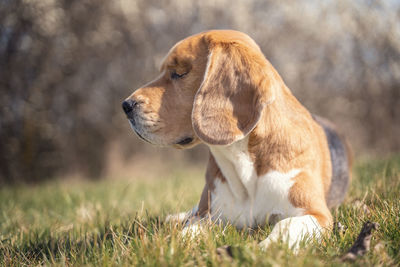 Dog looking away on field