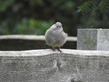 Close-up of bird perching on retaining wall