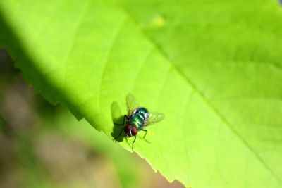Close-up of fly on leaf