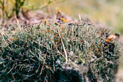 Close-up of lichen on tree in field