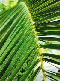 Palm tree leaf