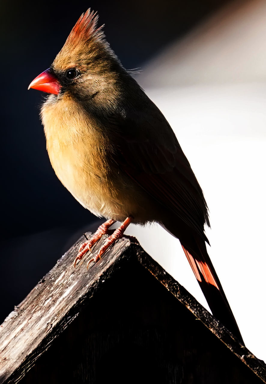 animal themes, animal, bird, one animal, animal wildlife, beak, wildlife, perching, wing, close-up, no people, nature, black, full length, outdoors