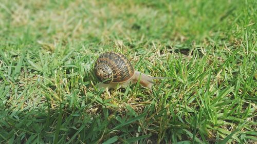 Close-up of snail on grassy field