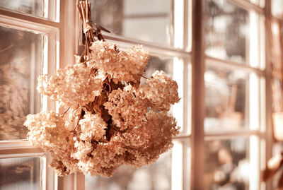 Close-up of flower tree in house