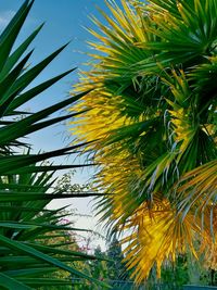 Low angle view of palm tree against sky