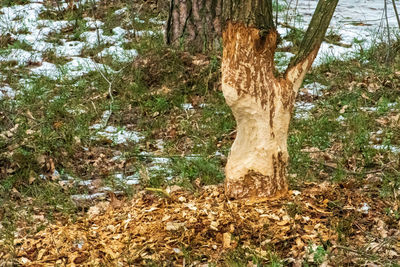 Trees growing in forest