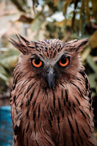 Close-up portrait of owl