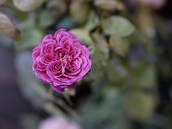 Close-up of pink rose