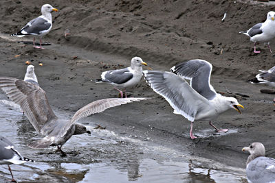 High angle view of seagulls on sandy beach