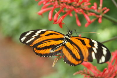 Close-up of butterfly on red flower