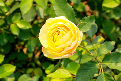 Close-up of yellow rose blooming outdoors