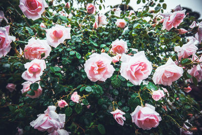 Close-up of pink roses