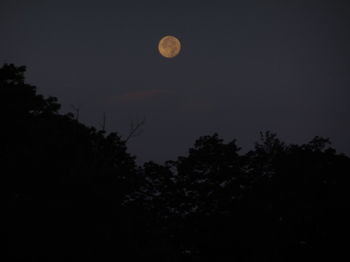 Low angle view of silhouette trees against sky at night