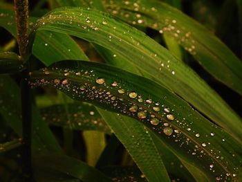 Green leaves with water drops on it