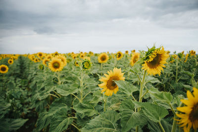 Close-up of yellow flowering plants on field against sky