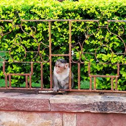 Cat sitting on tree