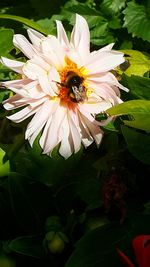 Close-up of insect on flower