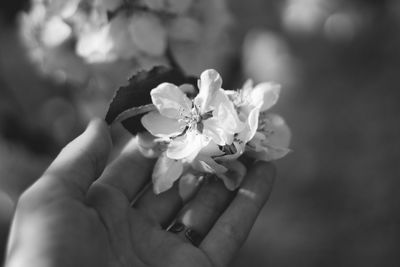 Close-up of cherry blossoms