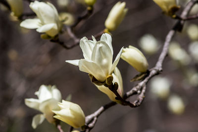 Close-up of white flowering plant