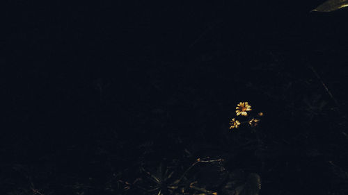 Close-up of tree against sky