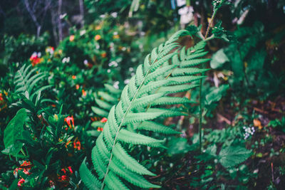 Close-up of christmas tree