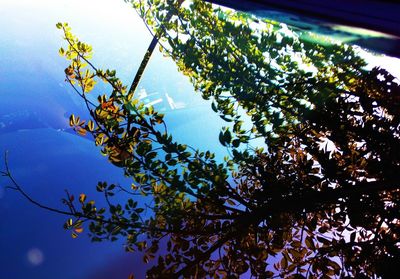 Low angle view of trees against sky