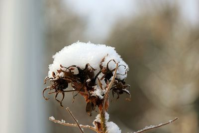 High angle view of frost on dry plants