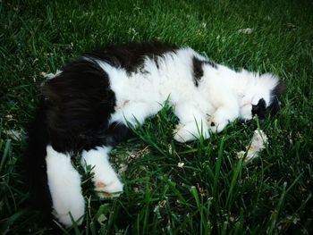 Grass grazing on grassy field