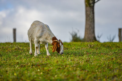 Horse grazing in a field