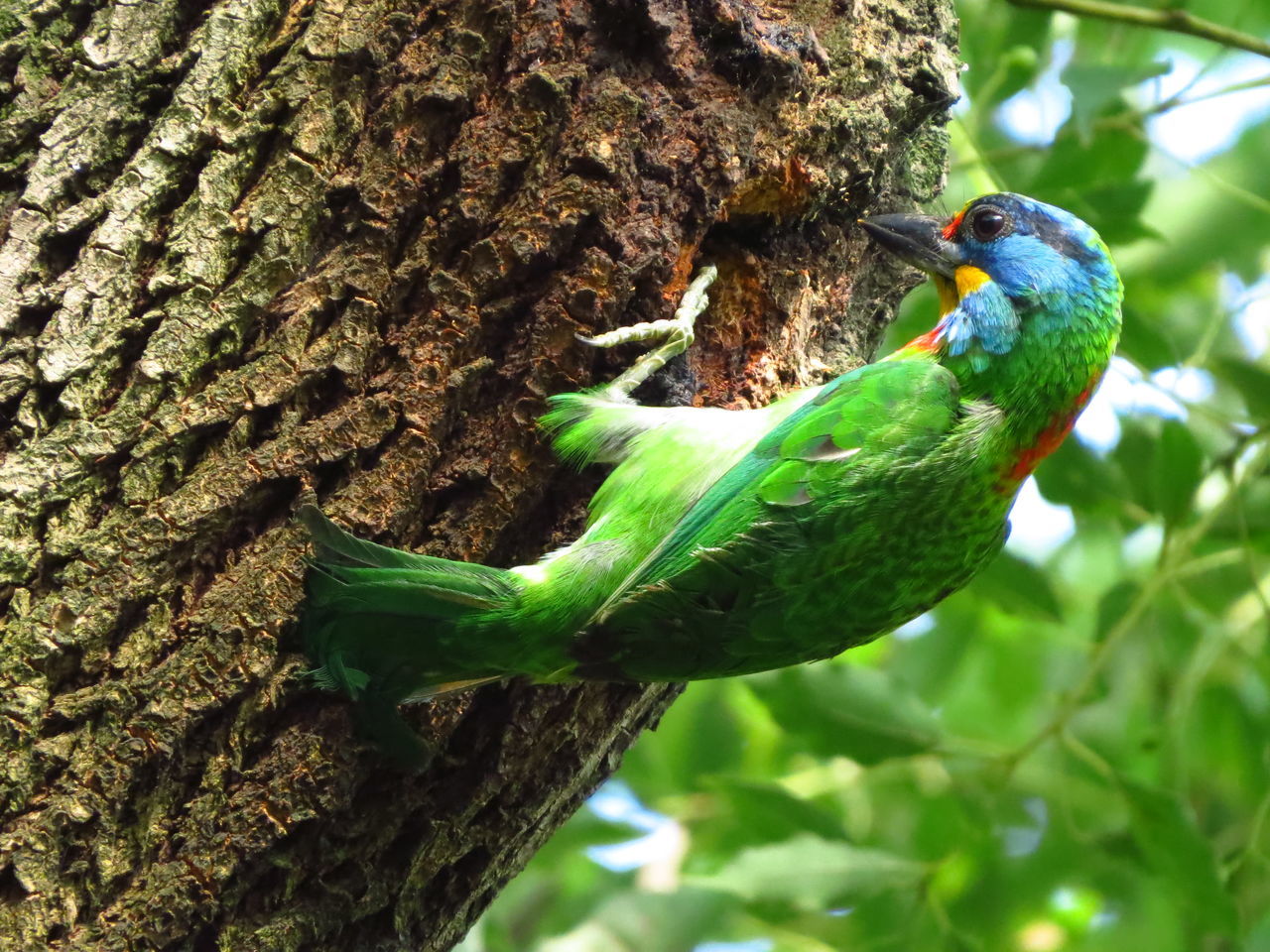 CLOSE-UP OF BIRD PERCHING ON TREE TRUNK