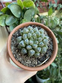 Close-up of hand holding plant