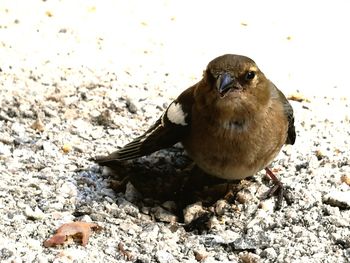 Close-up of bird perching on ground