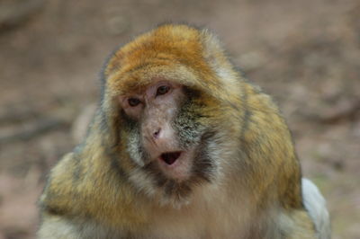 Close-up portrait of monkey