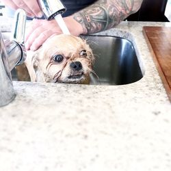 Low section of man with dog sitting on floor